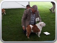Neibull-the-governor-(bob)-winning-best-puppy-dog